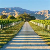 Full-Day Marlborough Wine Tour Including Wine Tasting