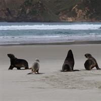 Dunedin City, Wildlife and Larnach Castle