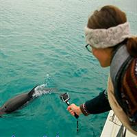 Captain Cook and Dolphin Cruise