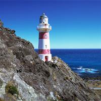 Martinborough Wine and Wild Coast Tour from Wellington