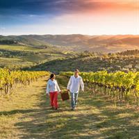 Chianti Half-Day Wine Tour in the Tuscan Hills Small Group from Lucca