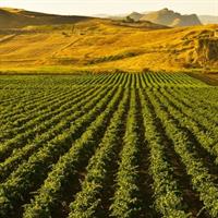 /images/asst/71/palermo_-_vineyards_-691644-500.jpg