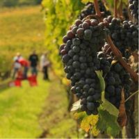 Brunello and Nobile, Wine Lover Tour Montalcino and Montepulciano