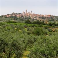 Bella Toscana Private Tour: 2 Chianti Wineries and San Gimignano From Livorno