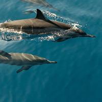 Dolphin Cruise in Dhiffushi