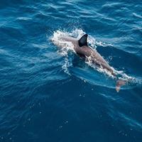 Dolphin Cruise in Huraa