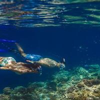 Night Snorkeling Experience in Dhiffushi Island