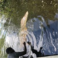 Black River Safari and YS Falls