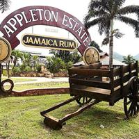 Appleton and Y.S Falls Tour from Negril Hotels
