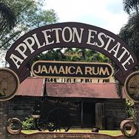 Appleton Rum Factory, YS Falls, and Reggae Horseback Ride &amp; Swim Combo Tour