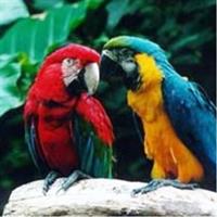 Bird Park General Admission Ticket and Tour