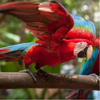 Bird Park & Iguassu Brazilian Side - Private Tour
