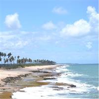 From Salvador to Praia do Forte Day trip get to know the coconut coast