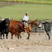 /images/asst/966/cadiz_-_andalusia_horses_show_-761885-500.jpg