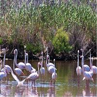 Albufera: Lake, Paella and Birdwatching