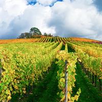 Champagne Day Trip with 6 Tastings, Reims and Winery from Paris