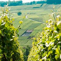 Burgundy Wine Tasting Small-Group Tour in Chablis from Paris