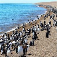 Punta Tombo Penguin Colony from Puerto Madryn with optional Toninas Watching