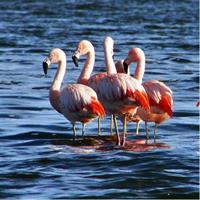 Laguna del Toro and Flamingo-Watching 4WD
