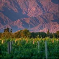 Cafayate Wine Trail Excursion: Explore Vineyards of Salta