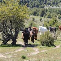 Horseback Riding with Asado in San Carlos de Bariloche, Argentina