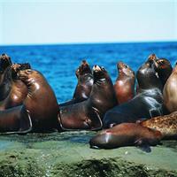 Excursion to Punta Loma, a Sea Lion Colony from Puerto Madryn
