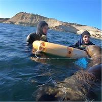 Snorkeling with Sea Lions by Madryn Buceo