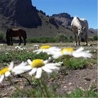 Bariloche Horseback Riding &amp; Traditional Argentine Barbecue Tour