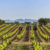 /images/asst/981/barcelona_-_winery_tour_-690918-500.jpg