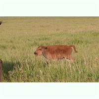 Grand Teton Half Day Tour