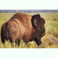 From Jackson Hole: Yellowstone Old Faithful, Waterfalls and Wildlife Day Tour