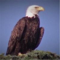 2-Hour Sunset Safari Eco Cruise on the Osprey from Cape May