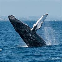 Whale Watching Excursion in Dana Point