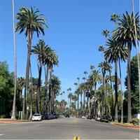 Authentic 3-Hour Hollywood to Beverly Hills Tour