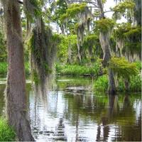 Airboat Swamp and Destrehan Plantation Tour from New Orleans