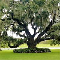 Destrehan Plantation and Swamp Boat Tour with Transportation