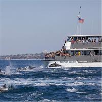 Newport Beach Whale and Dolphin Watching Cruise