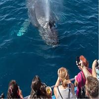 Whale-Watching Cruise from Newport Beach