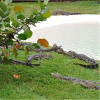 30-Minute Airboat Ride near Orlando