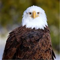 Central Florida Everglades Airboat Tour from Orlando