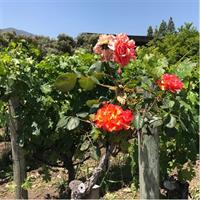 6-Hours Customized Private NAPA Valley Wine Tour From San Francisco Bay Area