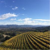 8-Hour, Private Limo Wine Tour to Napa from San Francisco