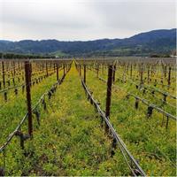 6-Hour Sparkling Wine Tour of Napa Valley