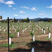 8 Hour Napa Valley Wine Tour - Pre-planned &amp; Custom