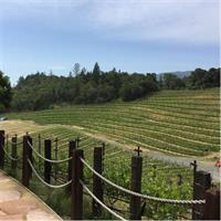 8-Hours Napa Wine Tour from SF to Napa CA , Sedan up to 2 People