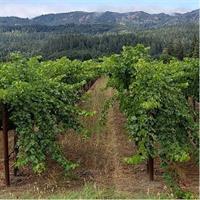 6 Hour Sonoma Wine Tasting Tour from San Francisco
