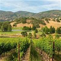 5 hours private napa wine tour from san francisco up to 7 people