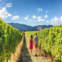 Napa Valley and Sonoma Wine Tour