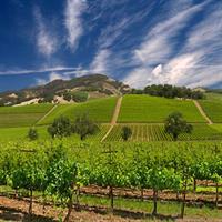 Sonoma Wine Rides: Sonoma County Join-In Group Wine Tasting Tours