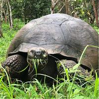 The Galapagos Giant Tortoise Experience + Los Gemelos | Shared